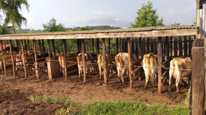 Dairy cattle on a farm